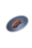 SASHIMI Z 1 RYBY