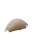 NIGIRI DORADA